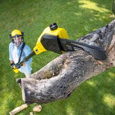 Professional Tree Removal and Landscaping Services in Seacliff, CA